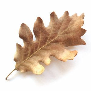 La foglia della quercia